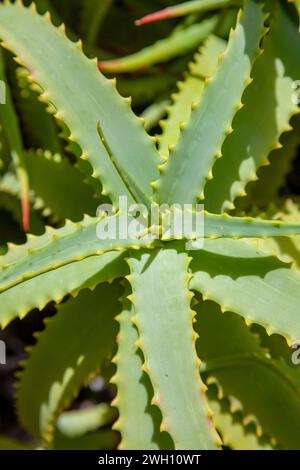 Aloe arborescens Werk in Westkap, Südafrika Stockfoto