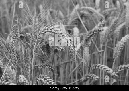 Felder der Gerste Stockfoto