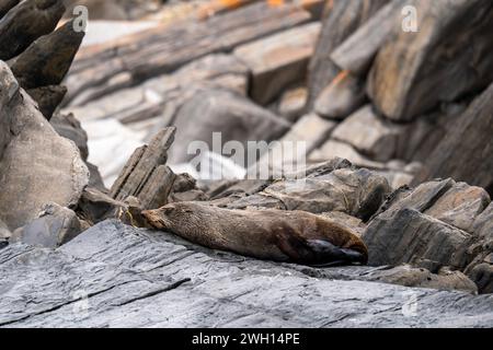 Wilde Robben auf Felsen an der Küste von Kangaroo Island, South Australia Stockfoto