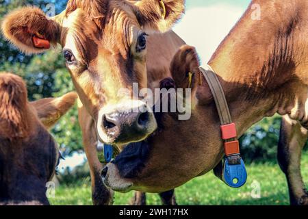 Nahaufnahme neugieriger Jersey-Kühe auf einem Feld. Stockfoto