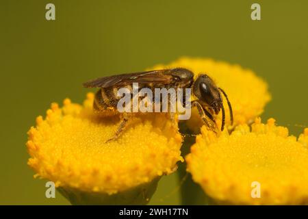 Natürliche Nahaufnahme einer kleinen weiblichen gewöhnlichen Bronzebene, Halictus tumulorum, die auf gelben Tansy-Blüten sitzt Stockfoto