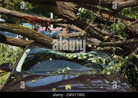 Das Auto wurde nach einem Sturm unter einem umgestürzten Baum zerstört Stockfoto