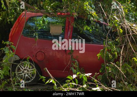 Rotes Auto zertrümmert unter gefallenem Baum nach einem großen Sturm Stockfoto