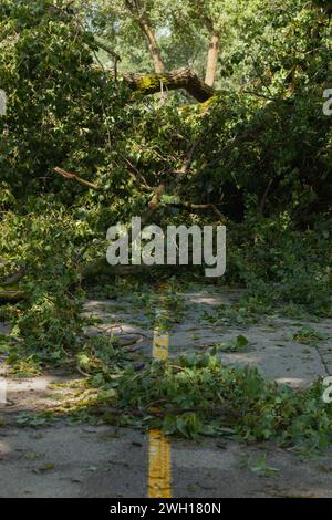 Umgestürzte Bäume blockieren den Fahrradweg im Park, ein großer Sturm nach der Zeit Stockfoto