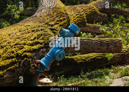 Ein großer Baum fiel auf den blauen Hydranten und brach ihn, Sturm nach Stockfoto