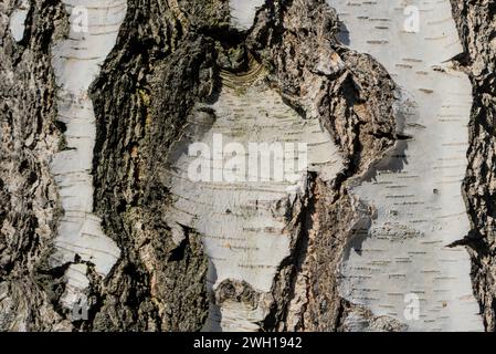 Eine Birke – Nahaufnahme der Birkenrinde, die ihre natürlichen Muster und Farben freilegt, horizontale Detailaufnahme Stockfoto