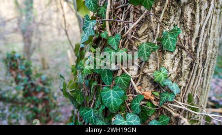 Eine Nahaufnahme von Efeublättern auf einem Baumstamm Stockfoto