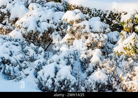 Reichlich Schnee auf Ästen grüner Büsche nach starkem Schneefall, leicht beleuchtet durch Sonnenlicht, Spitzenperspektive, sonniger Wintertag Stockfoto