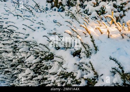 Sträucher bedeckt mit dicker Schneeschicht, kleine Zweige, die aus dem Schnee sprießen, Sonnenlicht in kleinem Teil auf weißer Oberfläche, verschwommener Hintergrund, sonnige Wintertage Stockfoto