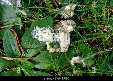 Hundekranker Pilz (Mucilago crustacea) ist eine Schleimform. Dieses Foto wurde in Serra de Busa, Provinz Lleida, Katalonien, Spanien aufgenommen. Stockfoto