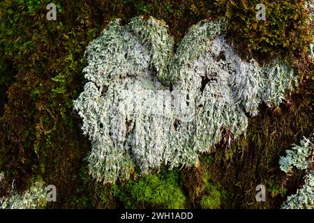 Hundekranker Pilz (Mucilago crustacea) ist eine Schleimform. Dieses Foto wurde in Monte Santiago, Provinz Burgos, Castilla-Leon, Spanien aufgenommen. Stockfoto