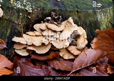 Bitterauster (Panellus stipticus) ist ein ungenießbarer Pilz, der auf einem Buchenstamm wächst. Dieses Foto wurde im Biosphärenreservat Montseny, Barcelona PR Stockfoto