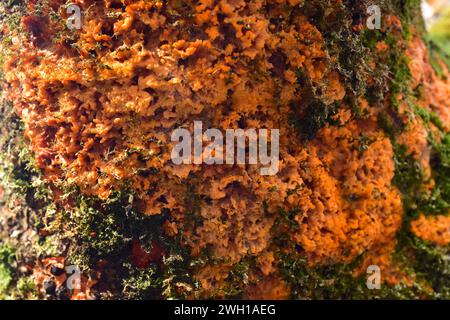 Faltige Kruste (Phlebia radiata) ist ein Krustenpilz. Dieses Foto wurde in Otzarreta Wald, Euskadi, Spanien aufgenommen. Stockfoto