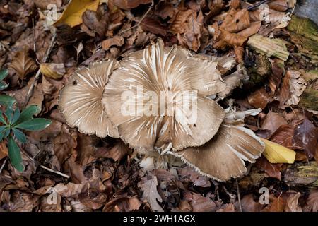 Pluteus murinus ist ein ungenießbarer Pilz, der in Laubwäldern wächst. Dieses Foto wurde im Biosphärenreservat Montseny, Provinz Barcelona, Catal aufgenommen Stockfoto