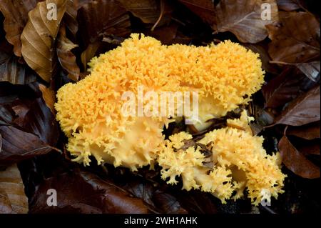 Der Korallenpilz (Ramaria aurea oder Clavaria aurea) ist ein gekochter Pilz. Dieses Foto wurde im Biosphärenreservat Montseny, Barcelona pro, aufgenommen Stockfoto