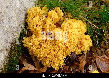 Der Korallenpilz (Ramaria aurea oder Clavaria aurea) ist ein gekochter Pilz. Dieses Foto wurde im Biosphärenreservat Montseny, Barcelona pro, aufgenommen Stockfoto