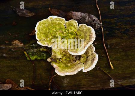 Der klumpige Bracket (Trametes gibbosa) ist ein Saprophyten-Pilz, der auf Buchenstämmen wächst. Dieses Foto wurde im Dalby Nationalpark, Skane, Schweden aufgenommen. Stockfoto