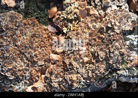 Trametes hirsuta ist ein Parasitenpilz, der auf Buchen wächst. Dieses Foto wurde im Biosphärenreservat Montseny in der provinz Barcelona aufgenommen Stockfoto
