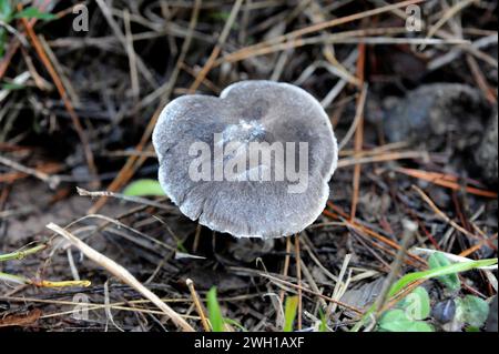 Grauritter (Tricholoma terreum) ist ein essbarer Pilz, der auf Nadelwäldern wächst. Dieses Foto wurde in der Nähe von La Llacuna, Provinz Barcelona, aufgenommen Stockfoto