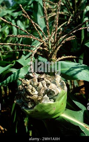 Maisseube (Ustilago maydis) ist ein Pilzparasit von Mais. Ist ein essbarer Pilz hoch in Mexiko als huitlacoche bekannt geschätzt. Dieses Foto wurde in der Nähe aufgenommen Stockfoto