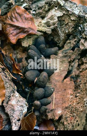 Dead man's Fingers (Xylaria polymorpha) ist ein Saprophytenpilz. Dieses Foto wurde im Biosphärenreservat Montseny, Provinz Barcelona, Katalonien, Spa aufgenommen Stockfoto