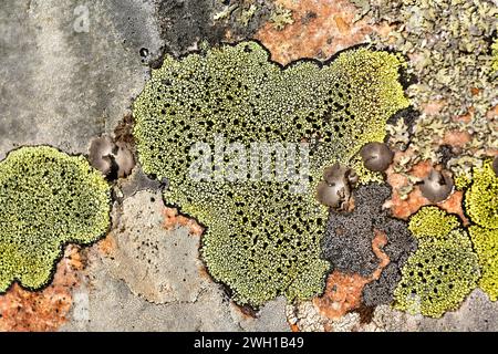 Map Flechten (Rhizocarpon geographicum) ist eine Krustosenflechte, die auf kieselhaltigen Felsen wächst. Dieses Foto wurde in Calatrava La Nueva, Ciudad Real Prov. Aufgenommen Stockfoto