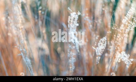 Schöne getrocknete Ziergräser. Nahaufnahme der Klingen des Ziergrasgartens im Herbst. Stockfoto