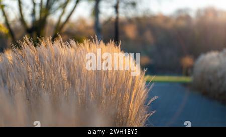 Schöne getrocknete Ziergräser. Garten im Herbst. Bokeh-Hintergrund Stockfoto