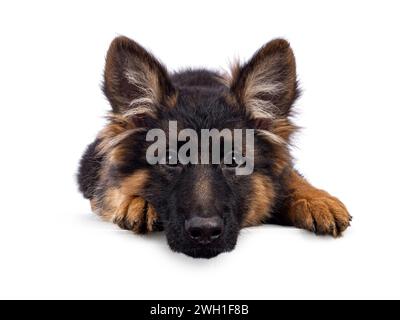 Süßer Schäferhund, der Kopf nach vorne gelegt hat. Ich schaue direkt in die Kamera, der Mund ist geschlossen. Isoliert auf weißem Hintergrund. Stockfoto