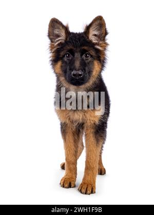 Süßer Schäferhund, der nach vorne steht. Ich schaue direkt in die Kamera, der Mund ist geschlossen. Isoliert auf weißem Hintergrund. Stockfoto