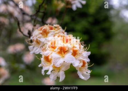 Schöne Creme und orange Rhododendron Blumen im Frühling, Nahaufnahme Stockfoto