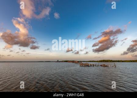 Bigi PAN Nationalpark Surinam Stockfoto