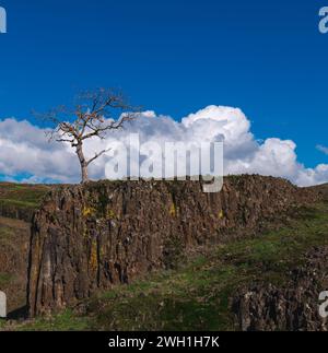 Ein einsamer Baum inmitten hoch aufragender Felsformationen unter blauem Himmel Stockfoto