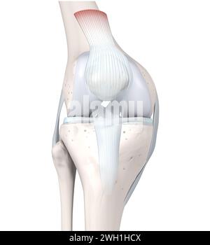 3D-Abbildung mit der Anatomie des Kniegelenks. Knochen, Menisken, Gelenkknorpel Und Bänder. 3D-Abbildung Stockfoto