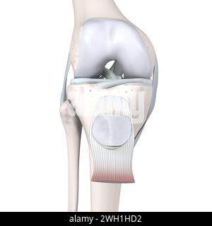 3D-Abbildung mit der Anatomie des Kniegelenks. Knochen, Menisken, Gelenkknorpel Und Bänder. Vorderansicht. 3D-Abbildung Stockfoto