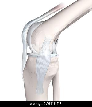 Anatomie Des Kniegelenks. Knochen, Menisken, Gelenkknorpel Und Bänder. Mediale Ansicht. 3D-Abbildung Stockfoto