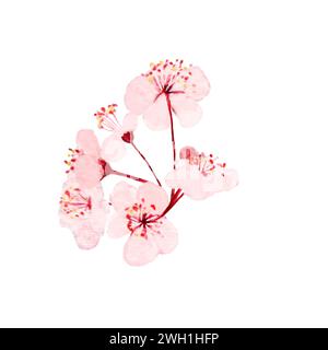 Aquarell handgezeichnete pinkfarbene Sakura Blumen Illustrationen Stockfoto