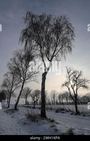 Wunderschöne winterliche, von Bäumen bedeckte Landschaft, in diffuses Sonnenlicht getaucht Stockfoto