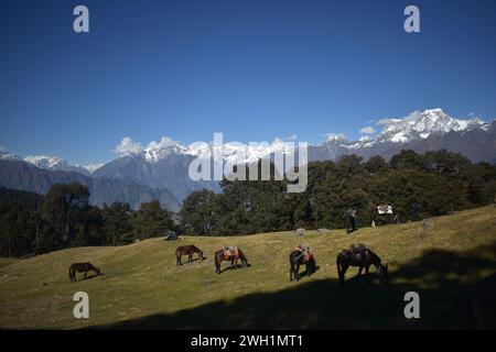 Ein wunderschöner Blick auf die Natur, wo Pferde auf den Wiesen inmitten schneebedeckter Berge weiden, umgeben von ausgedehnten Wäldern. Stockfoto