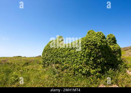 Die vollständig mit Efeu bedeckten Ruinen eines kleinen Häuschens auf der heute unbewohnten Insel Teän, Isles of Scilly, Großbritannien Stockfoto