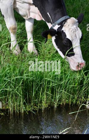 Schwarz-weiße Kuh mit Kragen frisst das lange, saftige Gras am Rand eines Grabens Stockfoto