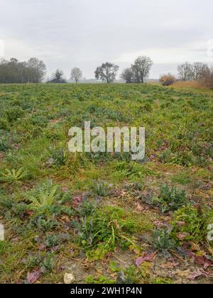 Felder und Wiesen in der Nähe von Arles France an einem bewölkten Morgen im Winter Arles France Stockfoto