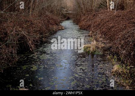 Bewässerungskanal, der den Fluss Ter bei Sant Quirze de Besora, Provinz Barcelona, im Norden Kataloniens, bewässert. Der Ter ist ein katalanischer Fluss, der in den Pyrenäen entspringt und in das Mittelmeer mündet. Die Dürre, unter der Katalonien seit 2021 leidet, hat dazu geführt, dass die Flussrate und die ökologische Qualität der Flüsse zurückgegangen sind, was sich negativ auf die biologische Vielfalt des Gebiets auswirkt. zwar bleiben die Einleitungen von Kläranlagen und Industriezweigen in den Fluss gleich, doch die Schadstoffe können nicht mit Wasser verdünnt werden Stockfoto