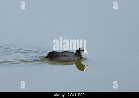 Eurasischer Huhn, Fulica atra, Fütterung in den Gewässern des Naturparks El Hondo von Elche und Crevillente, valencianische Gemeinde, Spanien Stockfoto