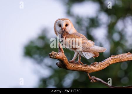 Scheuneneule mit Beute Stockfoto