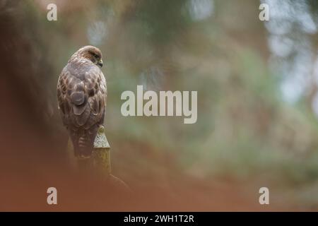 Bussard auf dem Grabstein auf dem Friedhof Stockfoto
