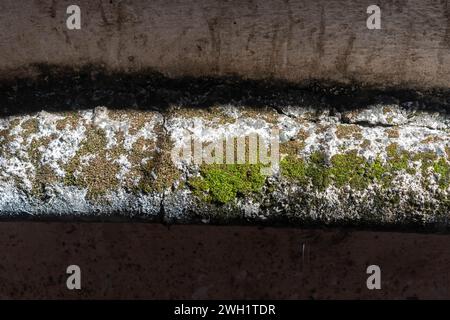 Ein detailliertes Bild, das die verschiedenen Strukturen und Farben von Moos und Flechten auf einer alternden Betonoberfläche zeigt, beleuchtet durch natürliches Licht. Stockfoto