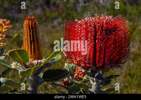 Die Blume der Scarlett Banksia (Banksia coccinea) im natürlichen Lebensraum Westaustralien Stockfoto