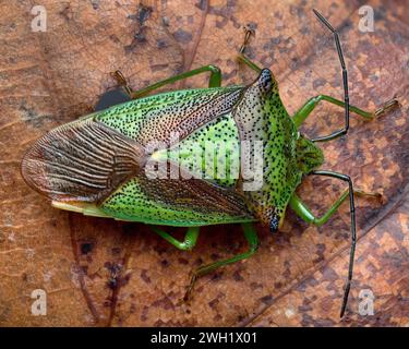 Überwinterung des Weißdornschildbugs (Acanthosoma haemorrhoidale) auf Buchenblatt. Tipperary, Irland Stockfoto