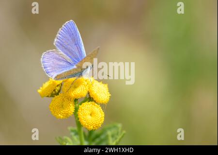 Gewöhnlicher blauer Schmetterling oder Europäischer gemeiner Blauschimmel - Polyommatus icarus - ruht auf einer Blüte von Tansy - Tanacetum vulgare Stockfoto